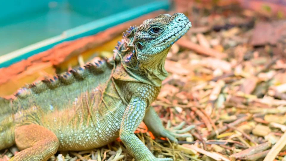 Egy egzotikus gyík, amely fekszik a terráriumában, körülötte fűrészpor.