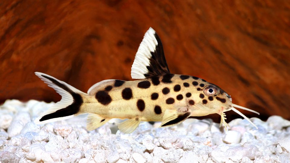 Hatonuszo kongoharcsa Synodontis nigriventris 1