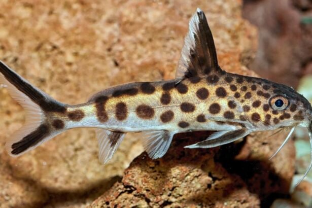 A hátonúszó kongóharcsa egy különleges, pettyes hal, amely a vízfenéken él.