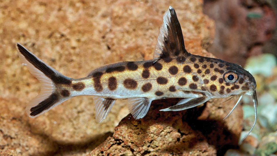 Hatonuszo kongoharcsa Synodontis nigriventris