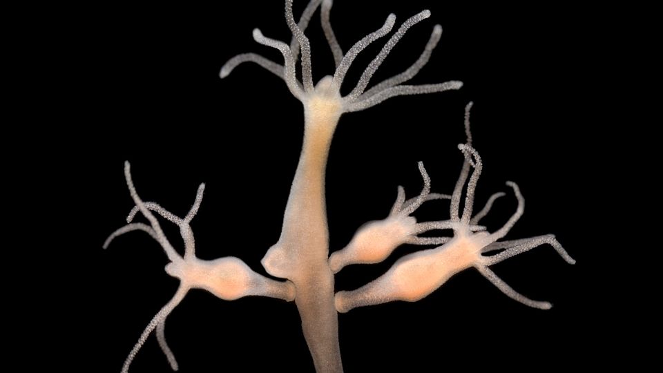 Hidra Hydra vulgaris