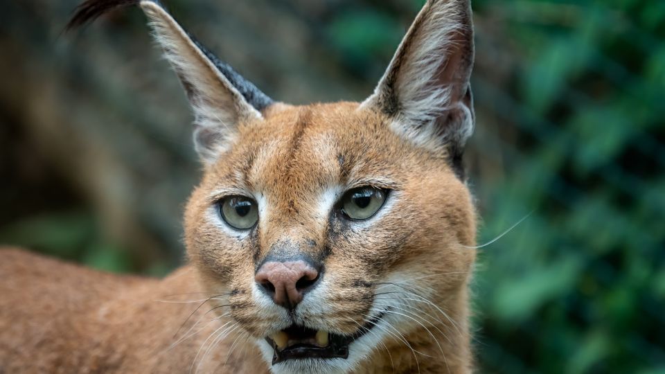 Karakal Caracal caracal 1