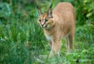 Karakal Caracal caracal