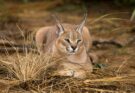 Karakal Caracal caracal 2
