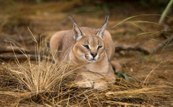 Karakal Caracal caracal 2
