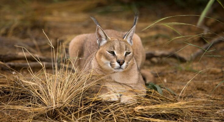 Karakal Caracal caracal 2