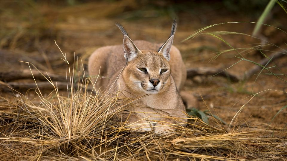 Karakal Caracal caracal 2