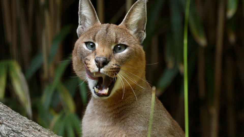 Karakal Caracal caracal 3