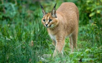 Karakal Caracal caracal