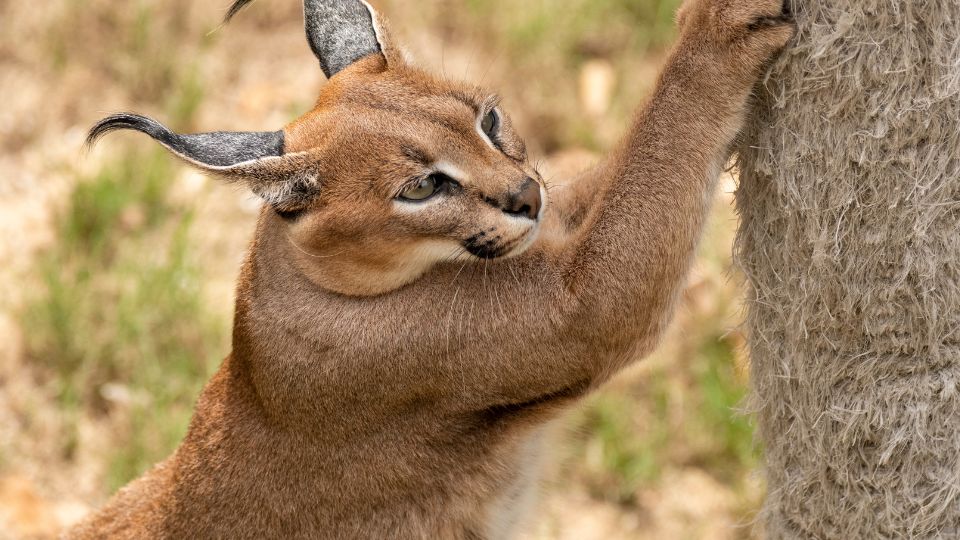 Karakal Caracal caracal 4