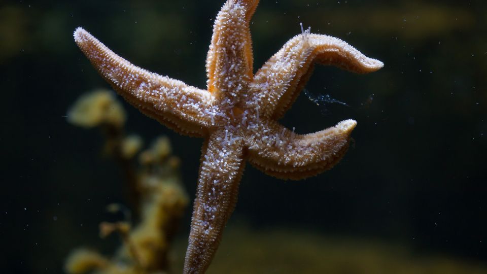 Kozonseges tengericsillag Asterias rubens 1