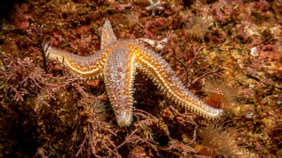 Kozonseges tengericsillag Asterias rubens 2