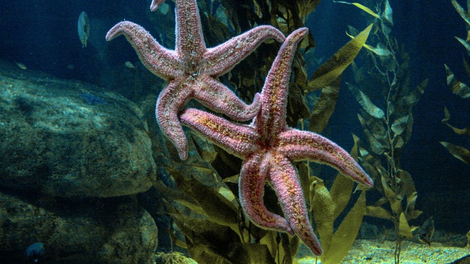 Kozonseges tengericsillag Asterias rubens 3