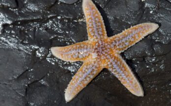 Kozonseges tengericsillag Asterias rubens