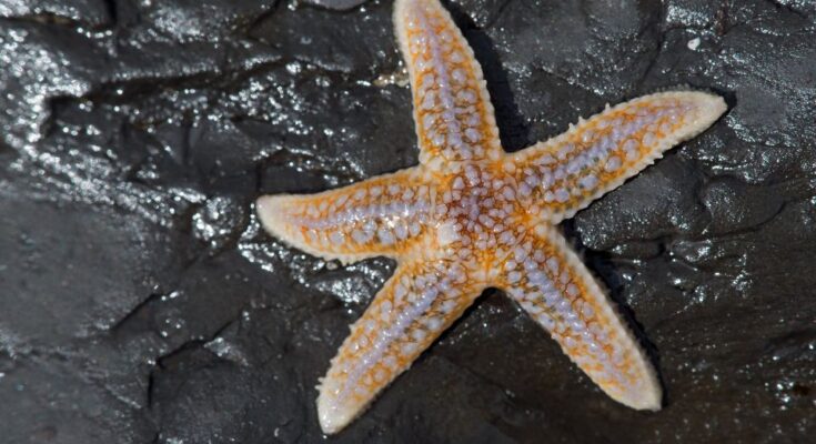 Kozonseges tengericsillag Asterias rubens