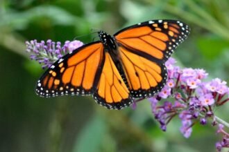 Egy gyönyörű narancssárga és fekete lepkefaj, virágokon pihenve.