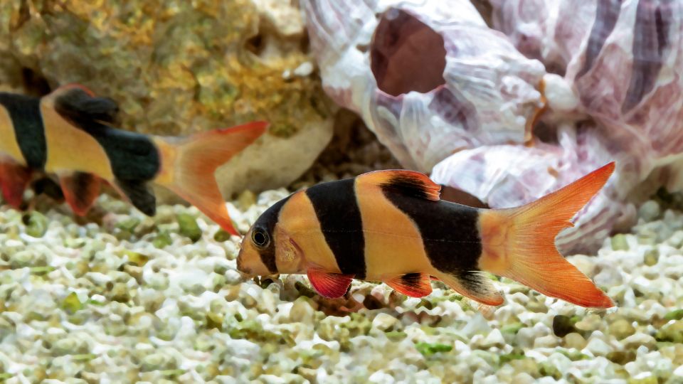 Oves diszcsik Botia macracantha 3