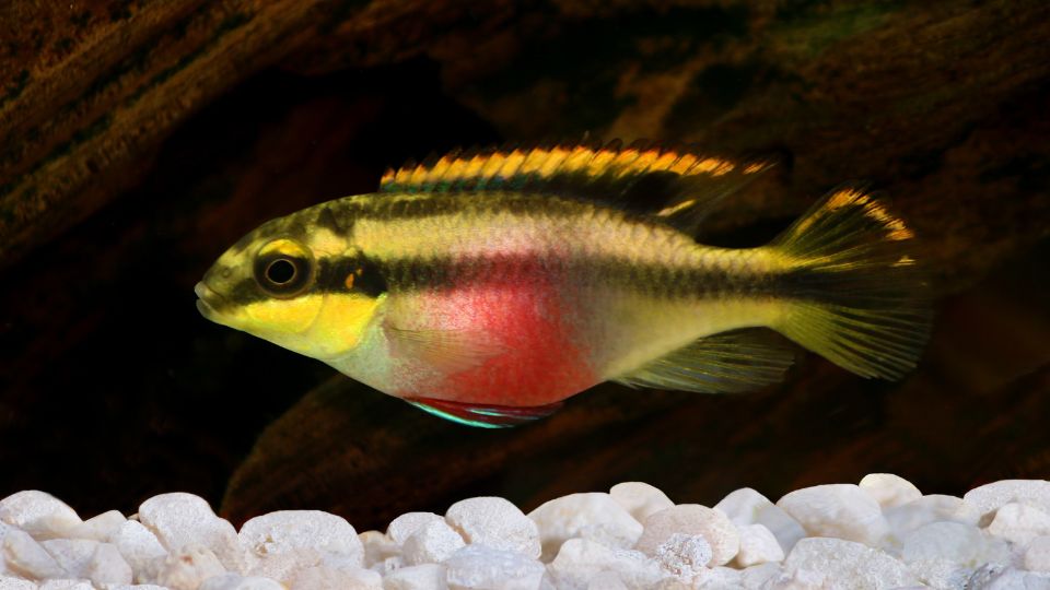 Pelvicachromis pulcher – Meggyhasu suger 1
