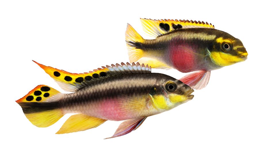 Pelvicachromis pulcher – Meggyhasu suger 2
