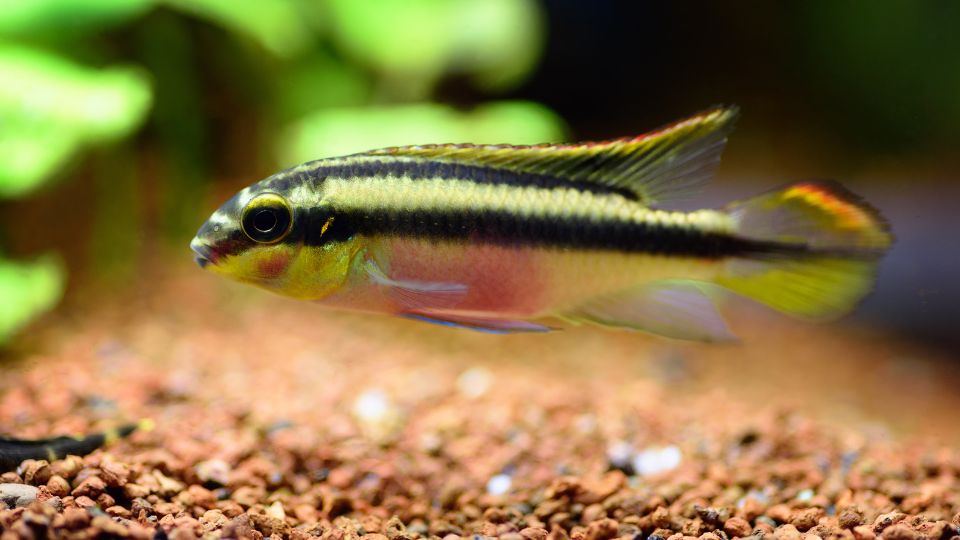 Pelvicachromis pulcher – Meggyhasu suger 3