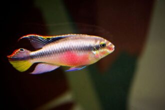 Pelvicachromis pulcher – Meggyhasu suger