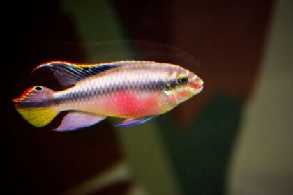 Pelvicachromis pulcher – Meggyhasu suger