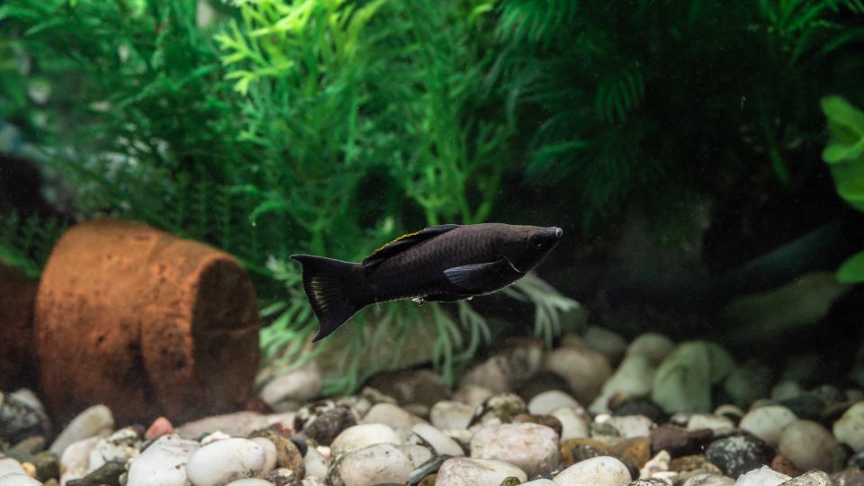 Poecilia sphenops Black molly 1