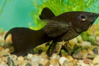 Poecilia sphenops Black molly