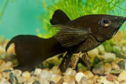 Poecilia sphenops Black molly