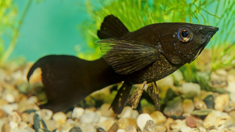 Poecilia sphenops Black molly