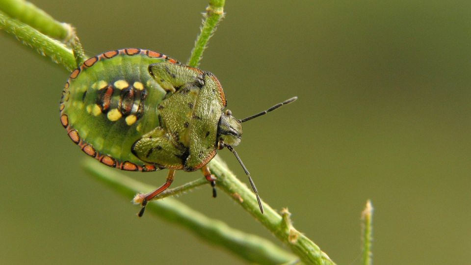 Poloskafelek Pentatomidae 1