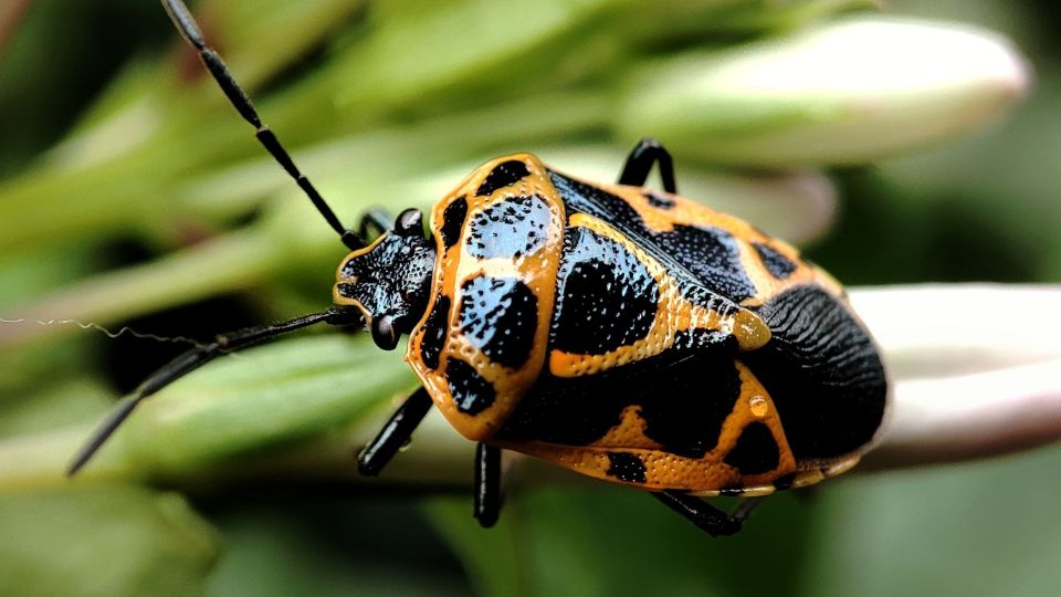 Poloskafelek Pentatomidae 2