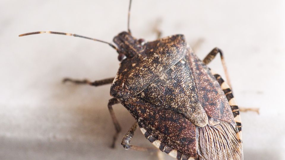 Poloskafelek Pentatomidae 3