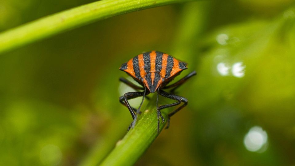 Poloskafelek Pentatomidae 4
