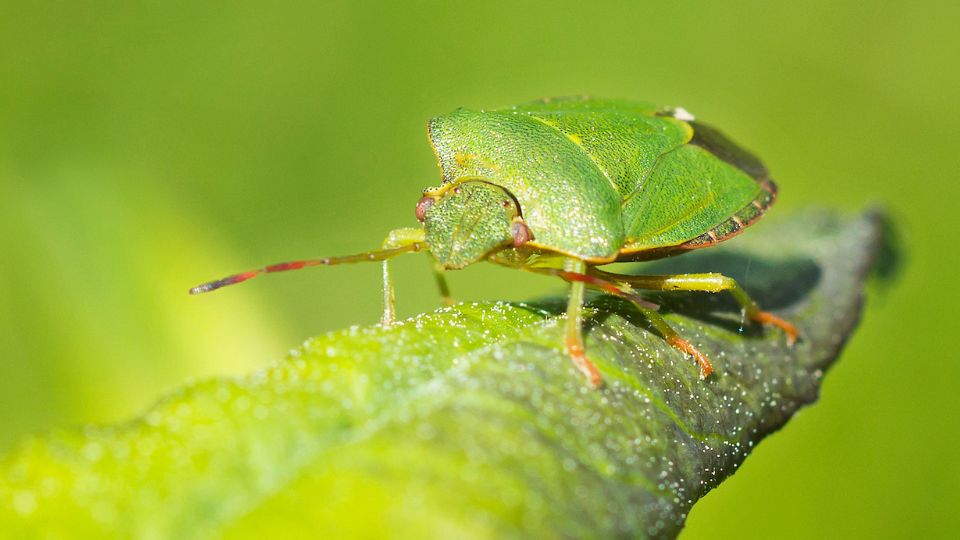 Poloskafelek Pentatomidae