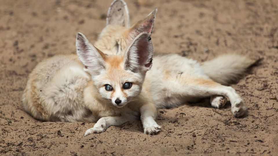 Sivatagi roka Vulpes zerda 1