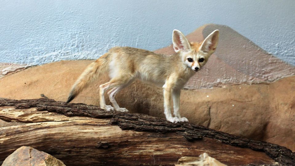 Sivatagi roka Vulpes zerda 2