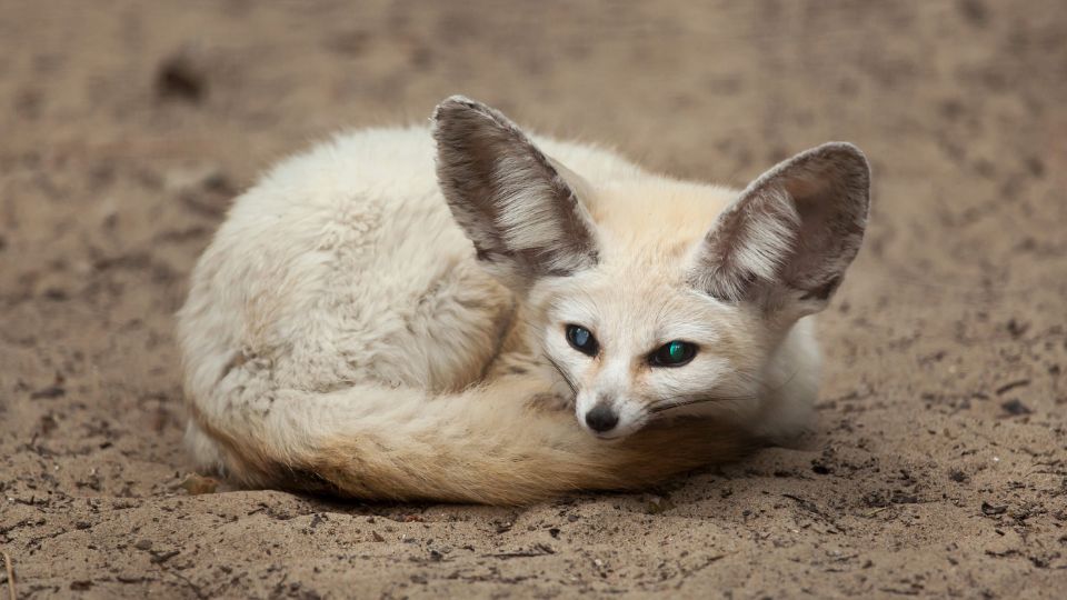 Sivatagi roka Vulpes zerda 3