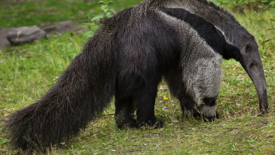 Sörényes hangyász a zöld fűben, hosszú szőrzetével és jellegzetes orrával.
