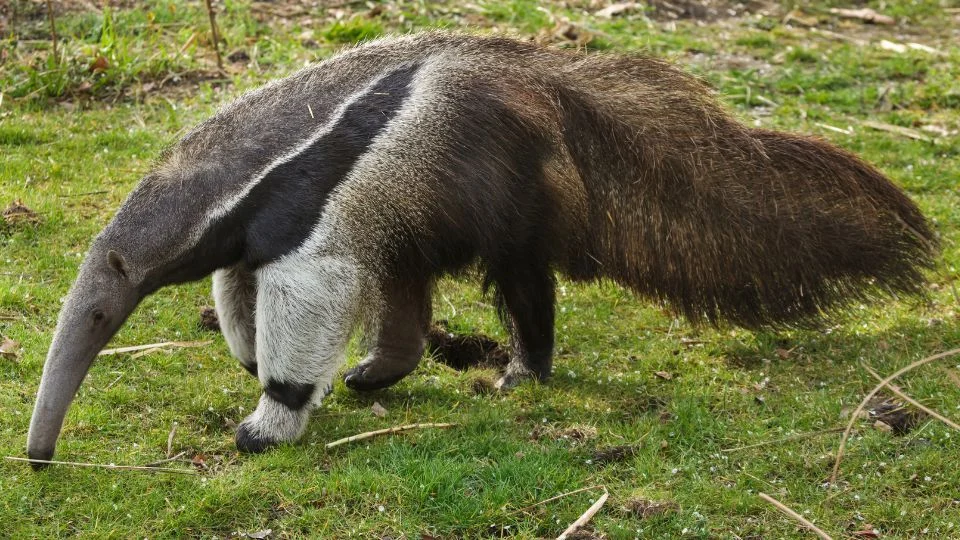 Sörényes hangyász a fűben, jellegzetes hosszú orrával és bundájával.