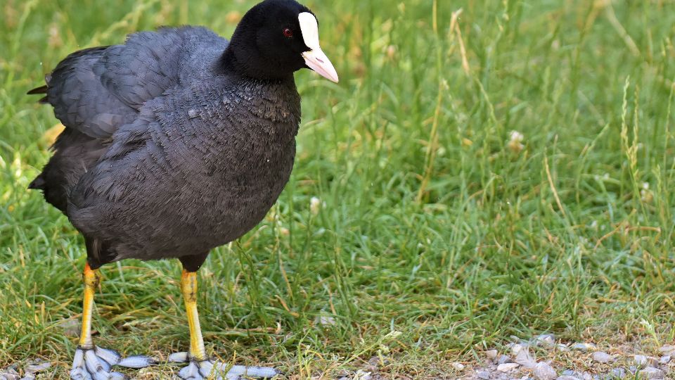 Szarcsa Fulica atra 1