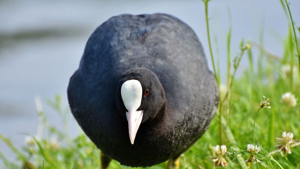 Szarcsa Fulica atra 2