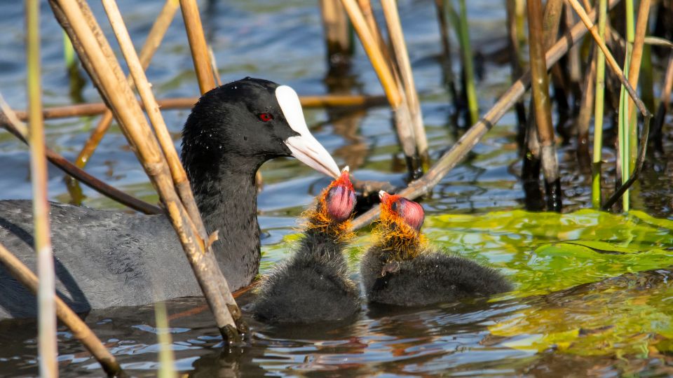 Szarcsa Fulica atra 3