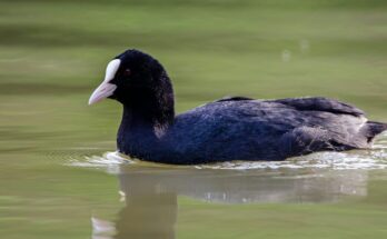 Szarcsa Fulica atra