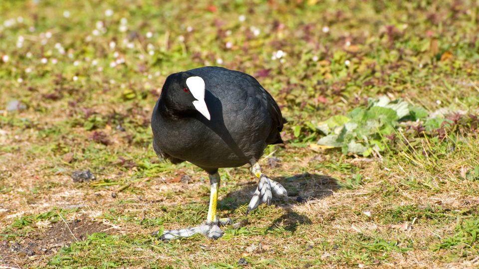 Szarcsa Fulica atra 4