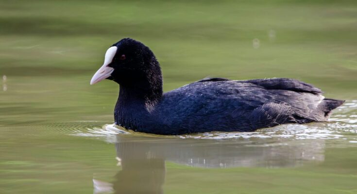 Szarcsa Fulica atra
