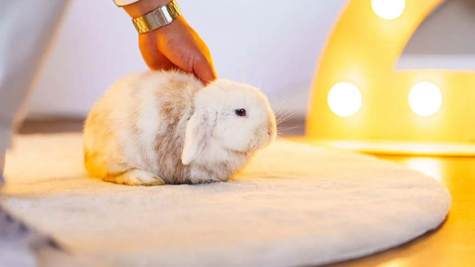 Egy törpenyúl simogatása egy puha szőnyegen, barátságos környezetben.