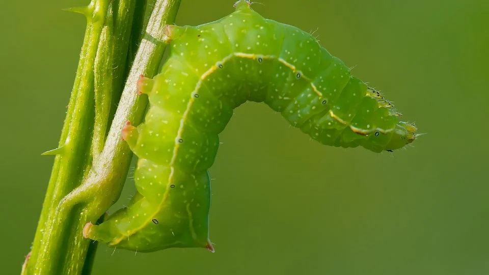 Zöld hernyó egy növény szárán, részletes közelkép a természetben.