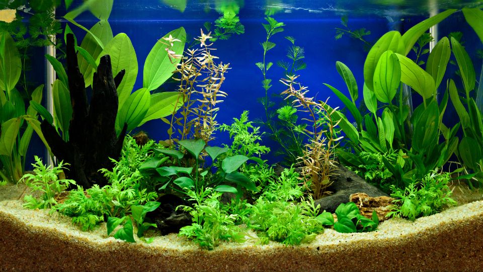 akvariumi teendok