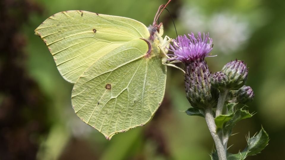 Citromlepke virágon, zöld szárnyakkal és lila virágokkal.